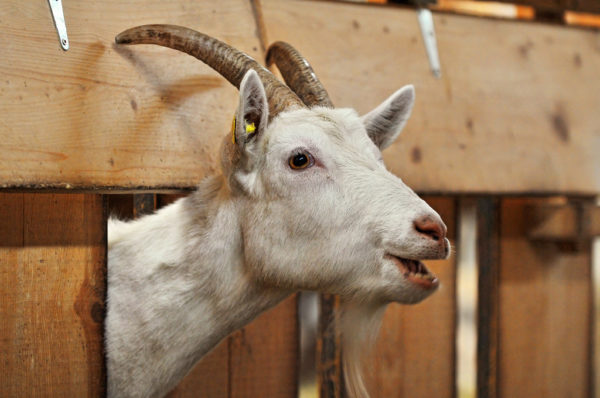 4375657847_5b48373ab8_b